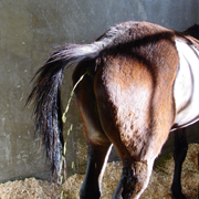 Patients affected by equine proliferative enteropathy showing low body condition score, peripheral edema and diarrhea