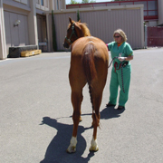 Patients affected by equine protozoal myeloencephalitis showing abnormal posture and gait abnormality
