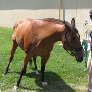 Patients affected by equine protozoal myeloencephalitis showing abnormal posture and gait abnormality