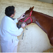 Field study of EHV-1 at Golden Gate Fields