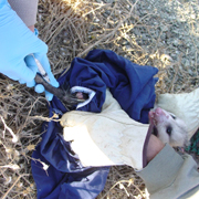 Field study of Lawsonia intracellularis wildlife trapping