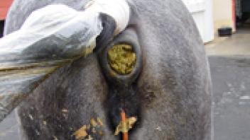 Patients affected by equine herpesvirus-1 myeloencephalopathy showing hind limb weakness, recumbency, dog sitting, decreased anal/tail tone